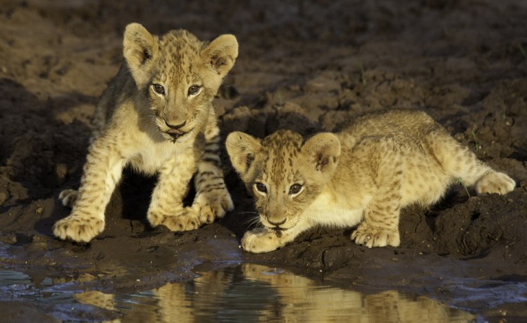 Du Toit said he can sometimes get unusually close to animals, like these lion cubs, because they grow accustomed to human observers in game reserves.